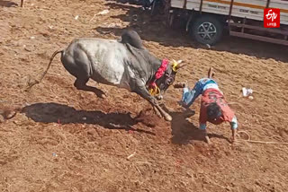 Jallikattu competition in Dindigul