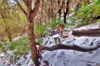 Trekkers died in Kangra