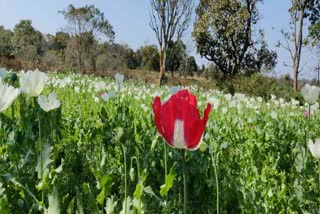 Poppy cultivation with help of TSPC