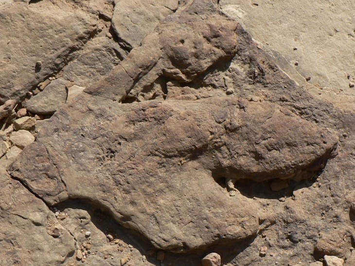 Dinosaur Footprint Stolen From Jaisalmer