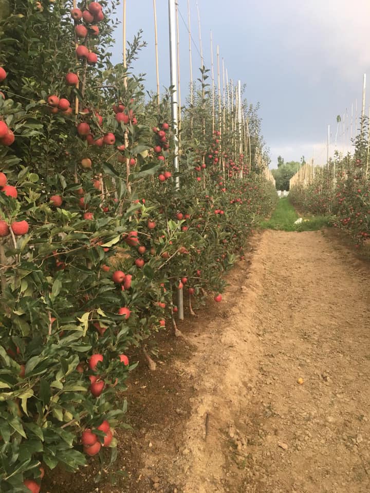 Qul Fruit Wall startup  Agriculture In Jammu and Kashmir  ക്വിൽ ഫ്രൂട്ട് വാൾ 60 കോടി രൂപ  കൃഷി ജമ്മു കശ്‌മീർ