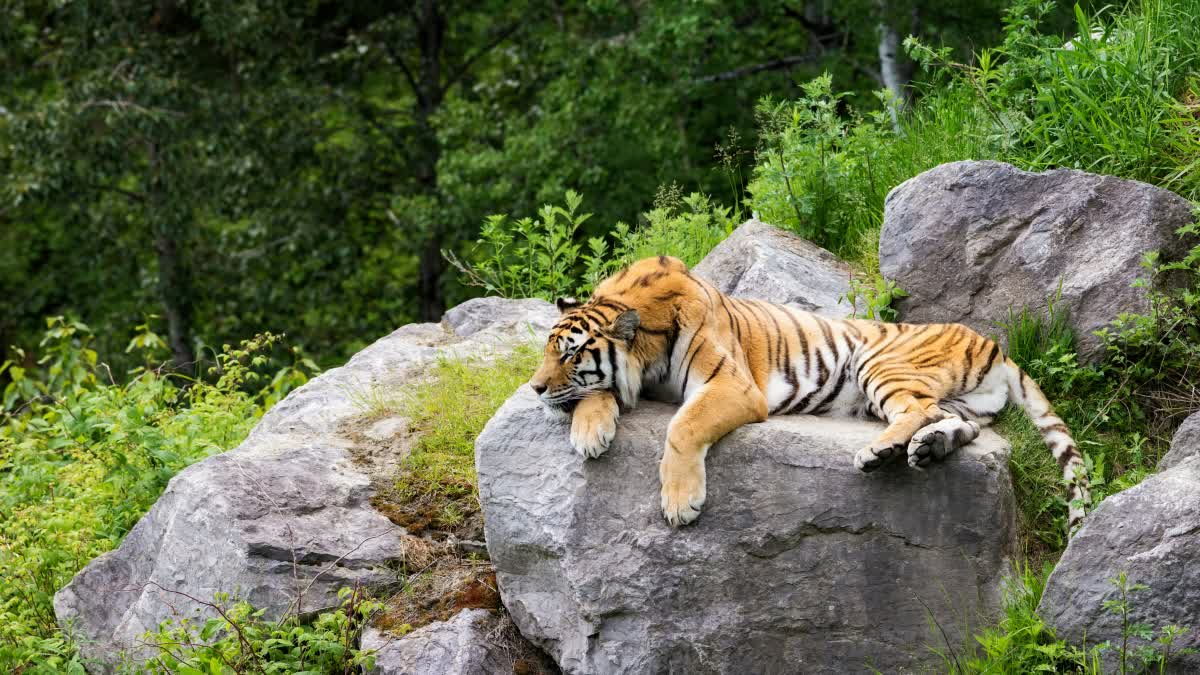 BANDHAVGARH TIGER DIED