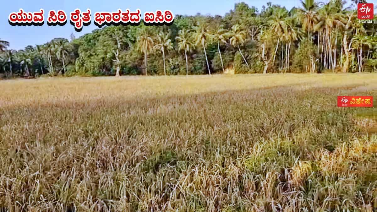 HARVESTING OF RICE FROM A 5-ACRE FIELD PLANTED BY STUDENTS IN BELTHANGADY