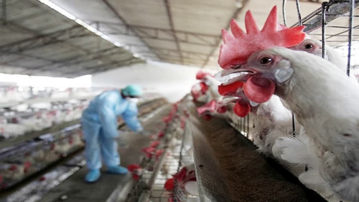 Bird Flu Outbreak in Nagpur, 3 thousand chickens affected by bird flu were destroyed