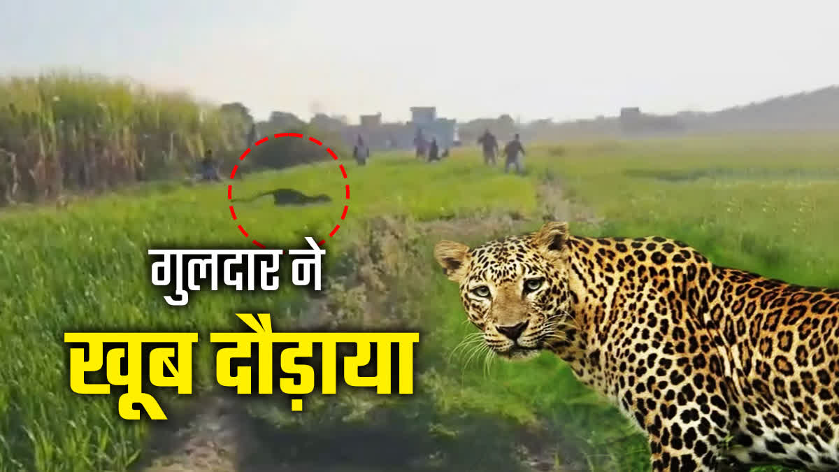 Leopard Rescued From Haridwar