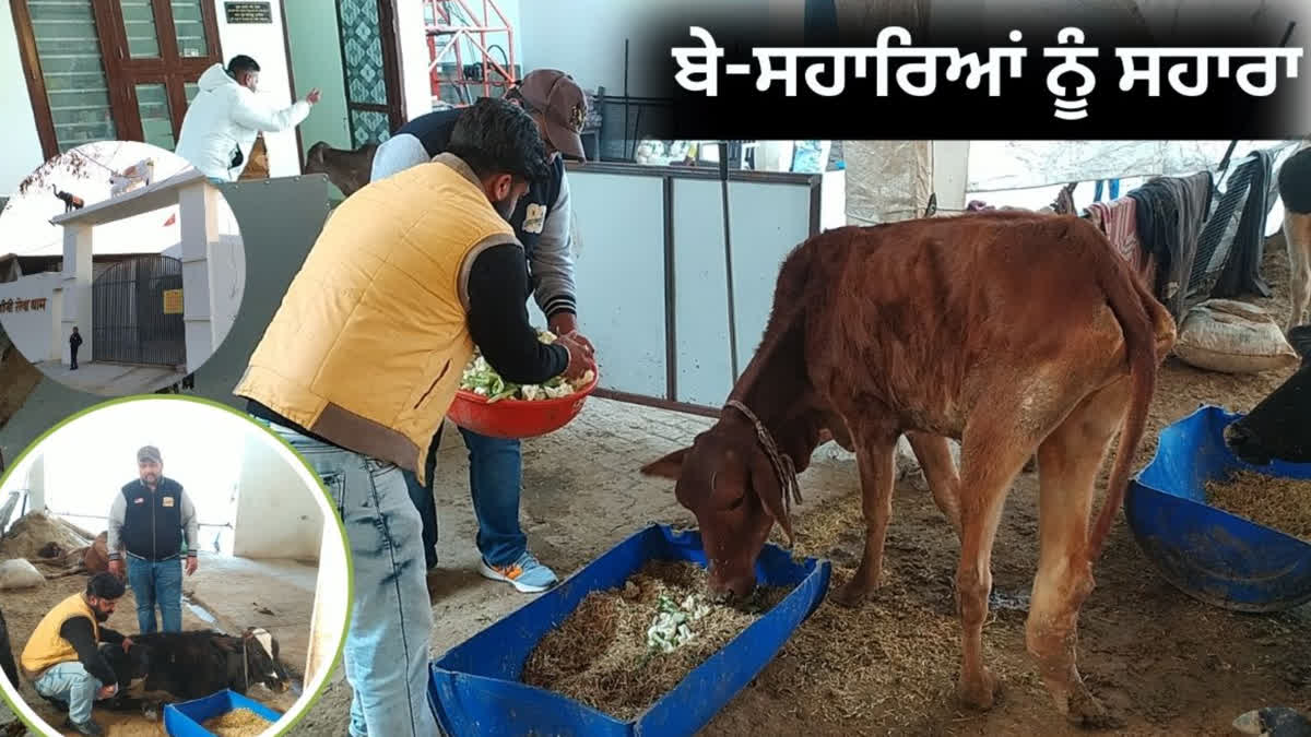 This organization has taken an important step for stray animals in Barnala, building a hospital for animals without government help.