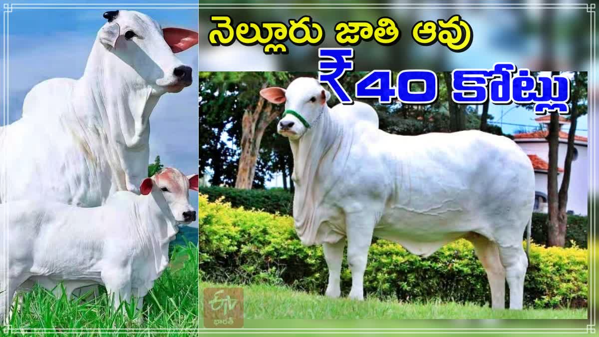 nellore_breed_cow_viatina_19