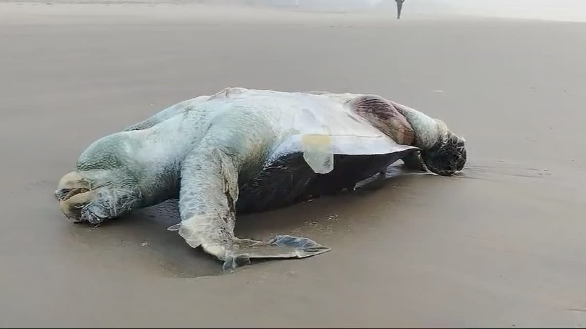 Hundreds Of Olive Ridley Turtles Lie Dead On Puri Shores in Odisha