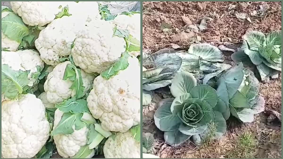 Cabbage farmers disappointed