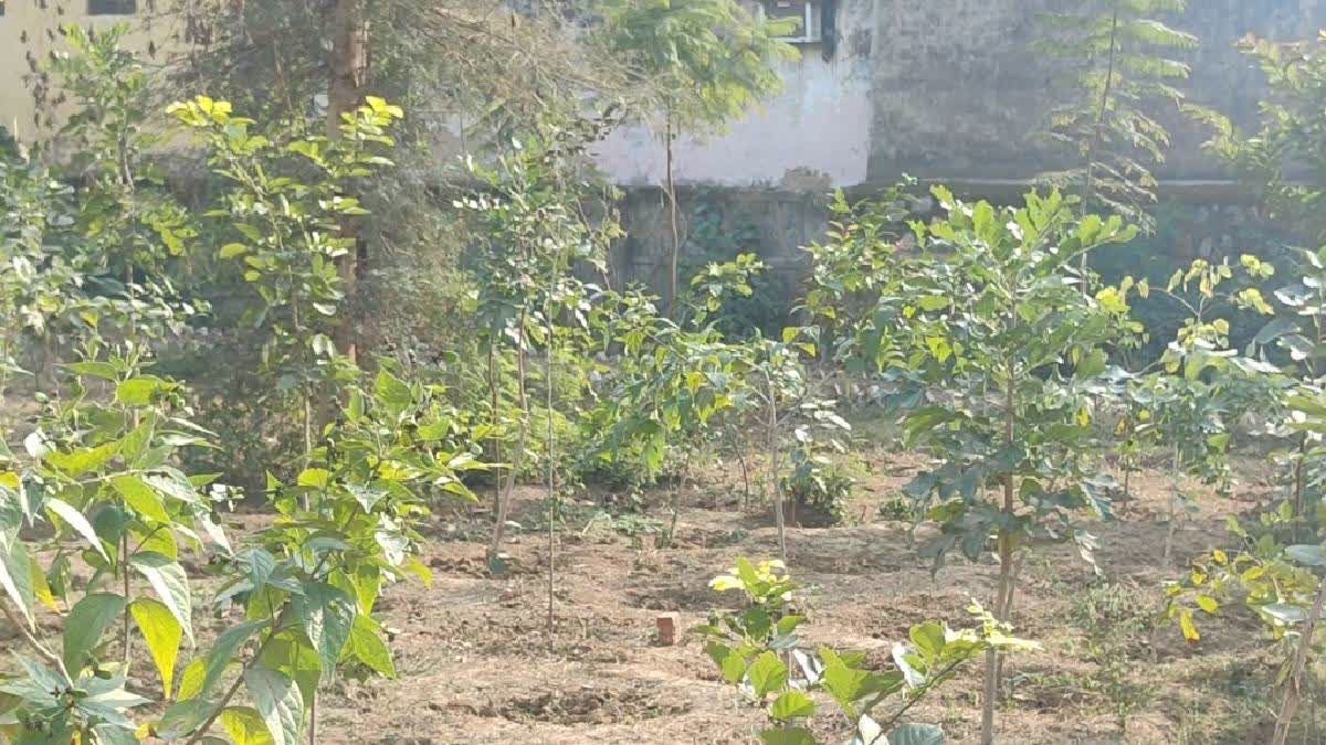 Forest Department To Assess Survival Rate Of Saplings Planted In Rajasthan