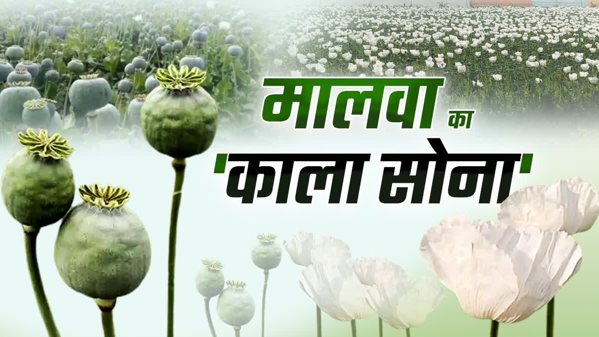 NEEMUCH OPIUM FARMING