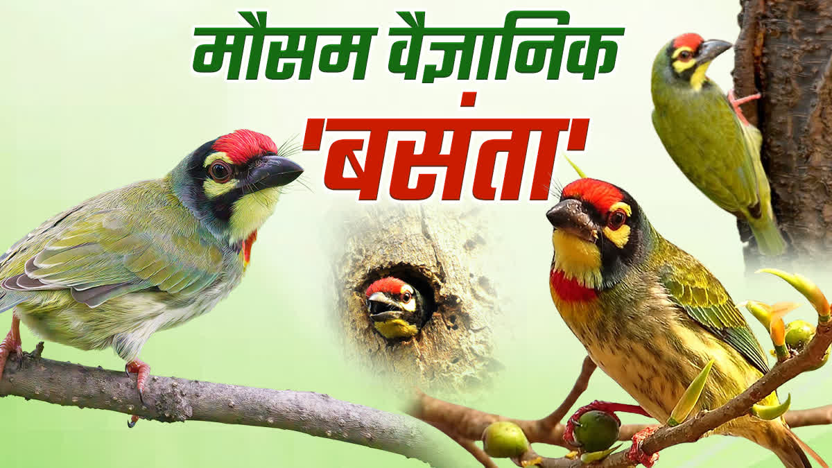 BASANTA BIRD VIOCE IN HAZARIBAG