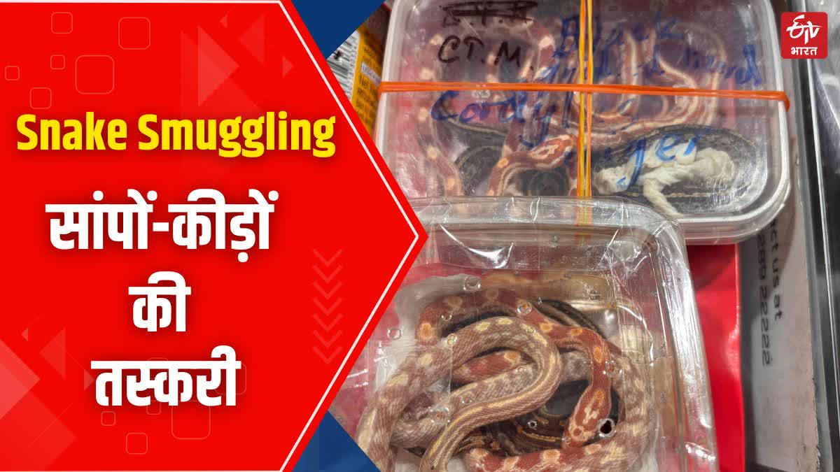 Snakes and Insects Smuggling