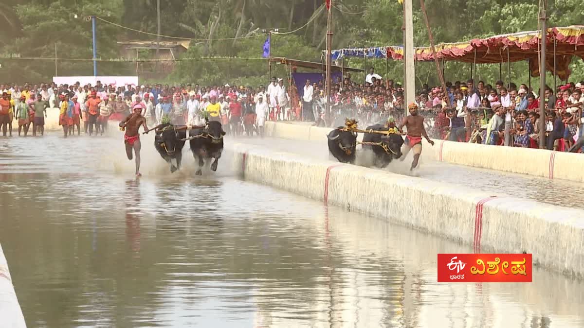 kambala