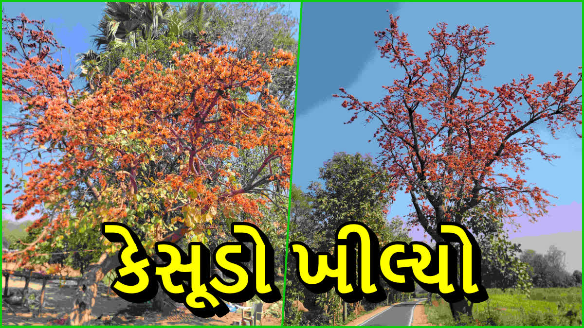 સર્જાયા નયનરમ્ય દ્રશ્યો