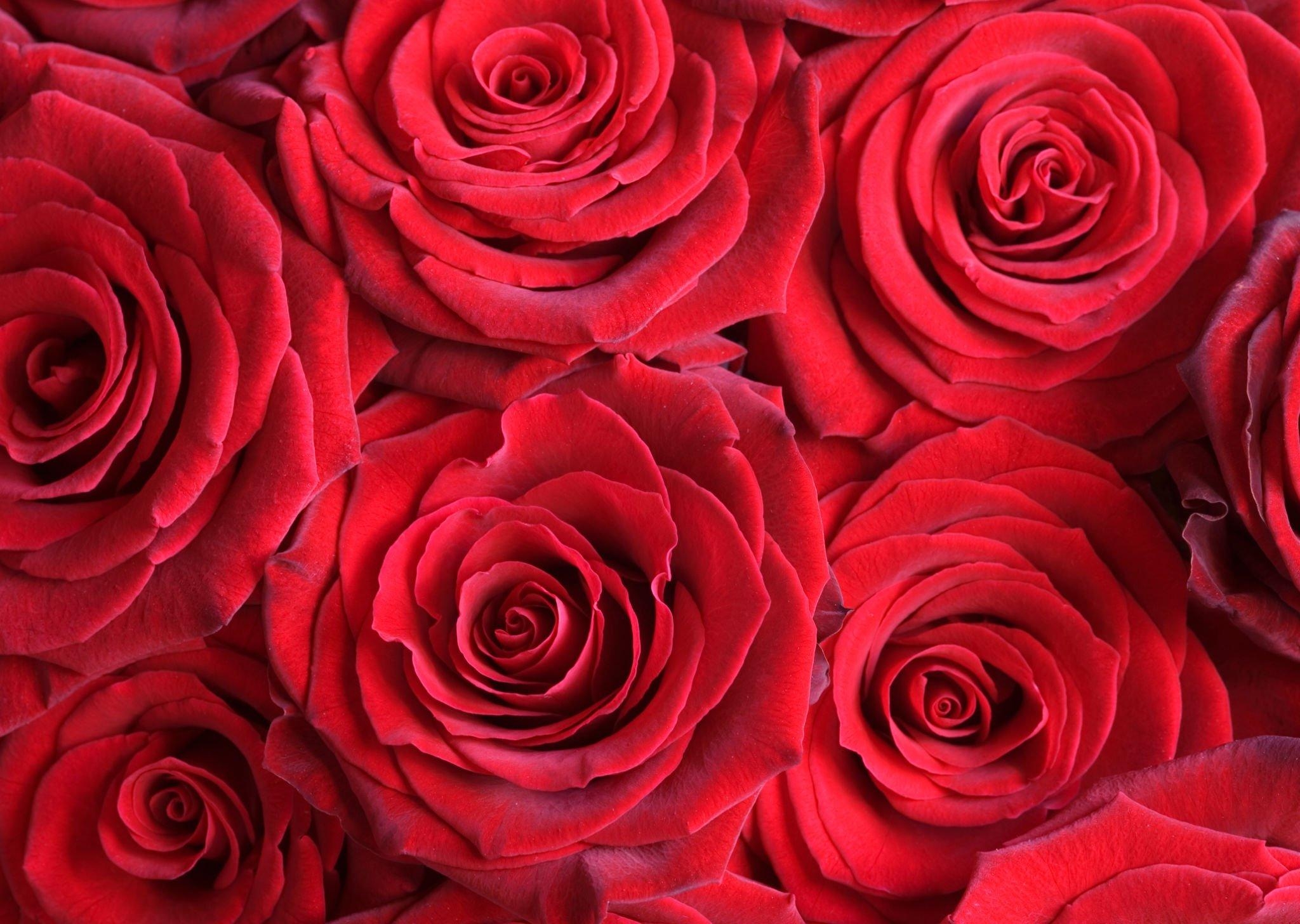 ROSE DAY  VALENTINES WEEK 2025  SIGNIFICANCE AND MEANING OF ROSES  റോസ് ഡേ ആശംസകൾ