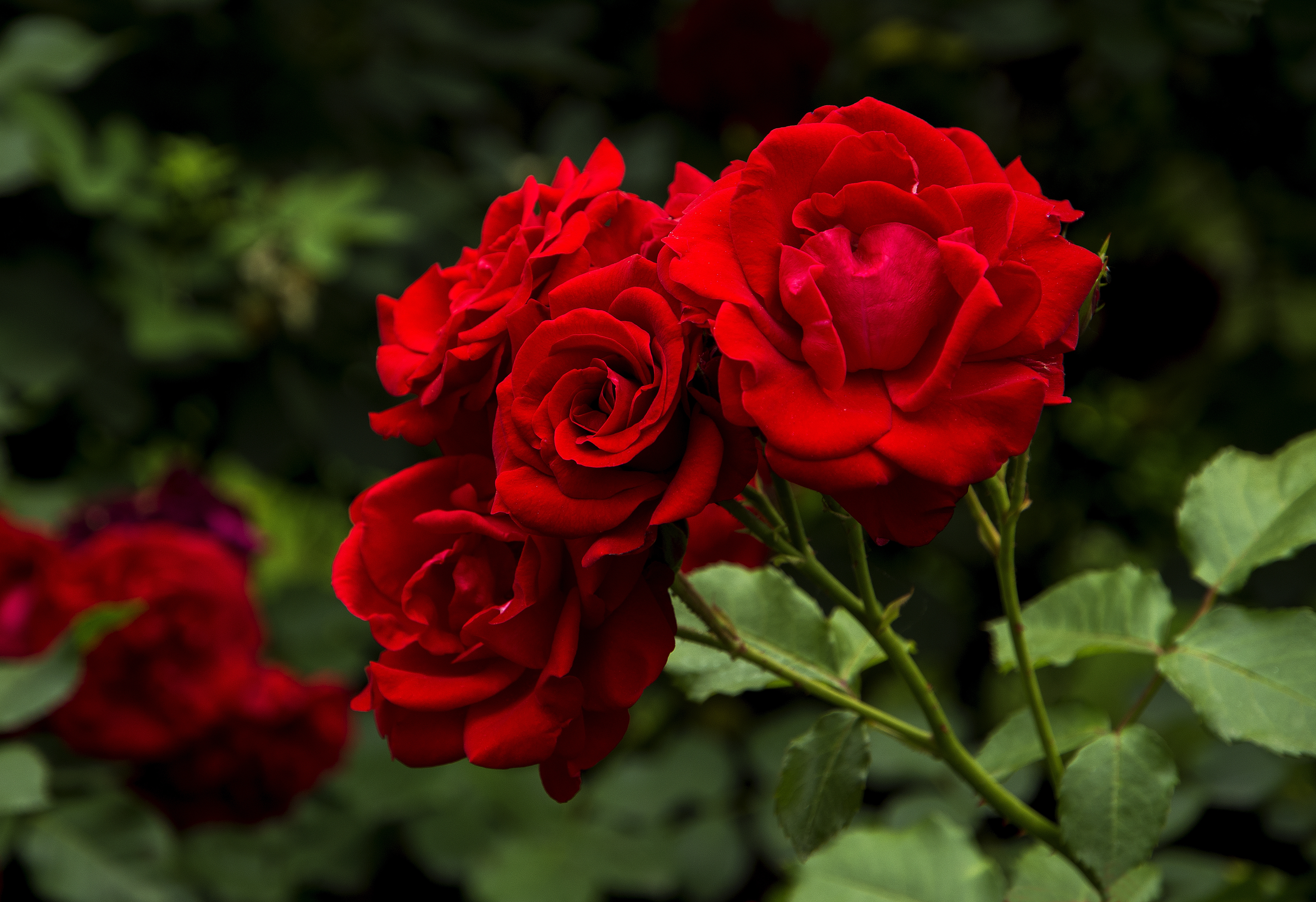 ROSE DAY  VALENTINES WEEK 2025  SIGNIFICANCE AND MEANING OF ROSES  റോസ് ഡേ ആശംസകൾ