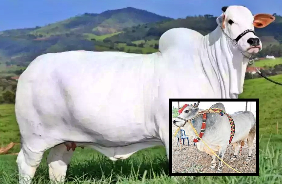 nellore_breed_cow_viatina_19