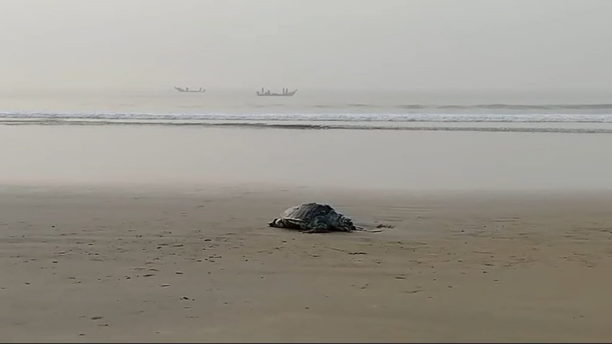 Hundreds Of Olive Ridley Turtles Lie Dead On Puri Shores in Odisha