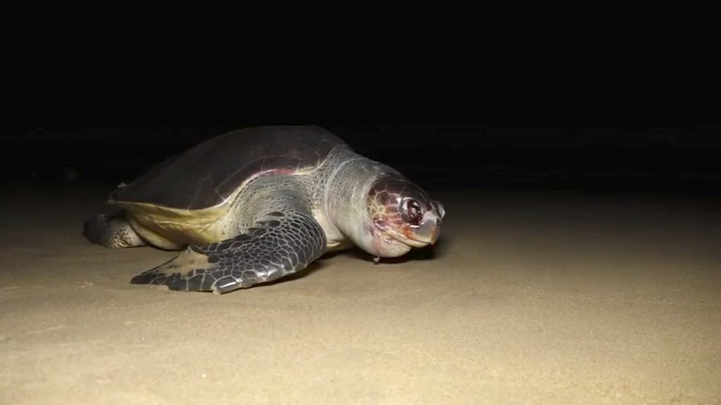 Hundreds Of Olive Ridley Turtles Lie Dead On Puri Shores in Odisha