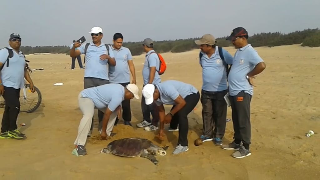 Hundreds Of Olive Ridley Turtles Lie Dead On Puri Shores in Odisha