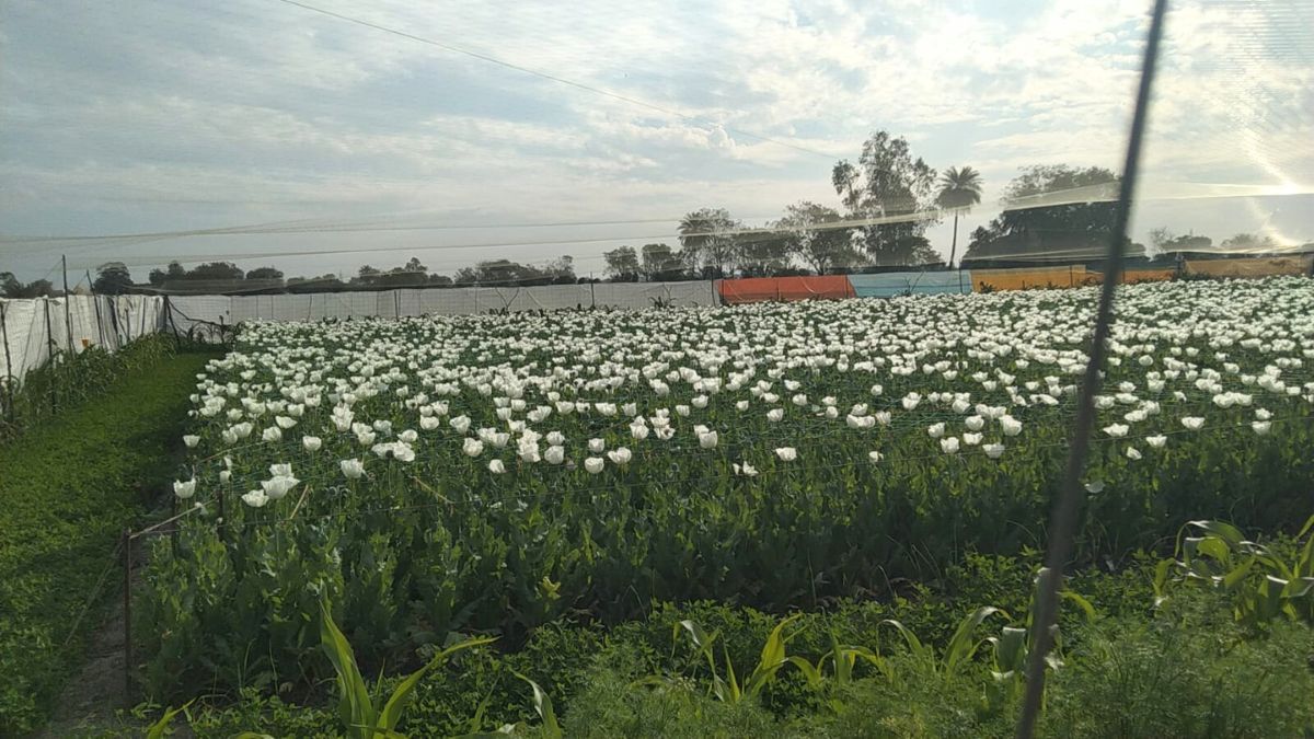 MALWA NIMAR OPIUM FARMERS