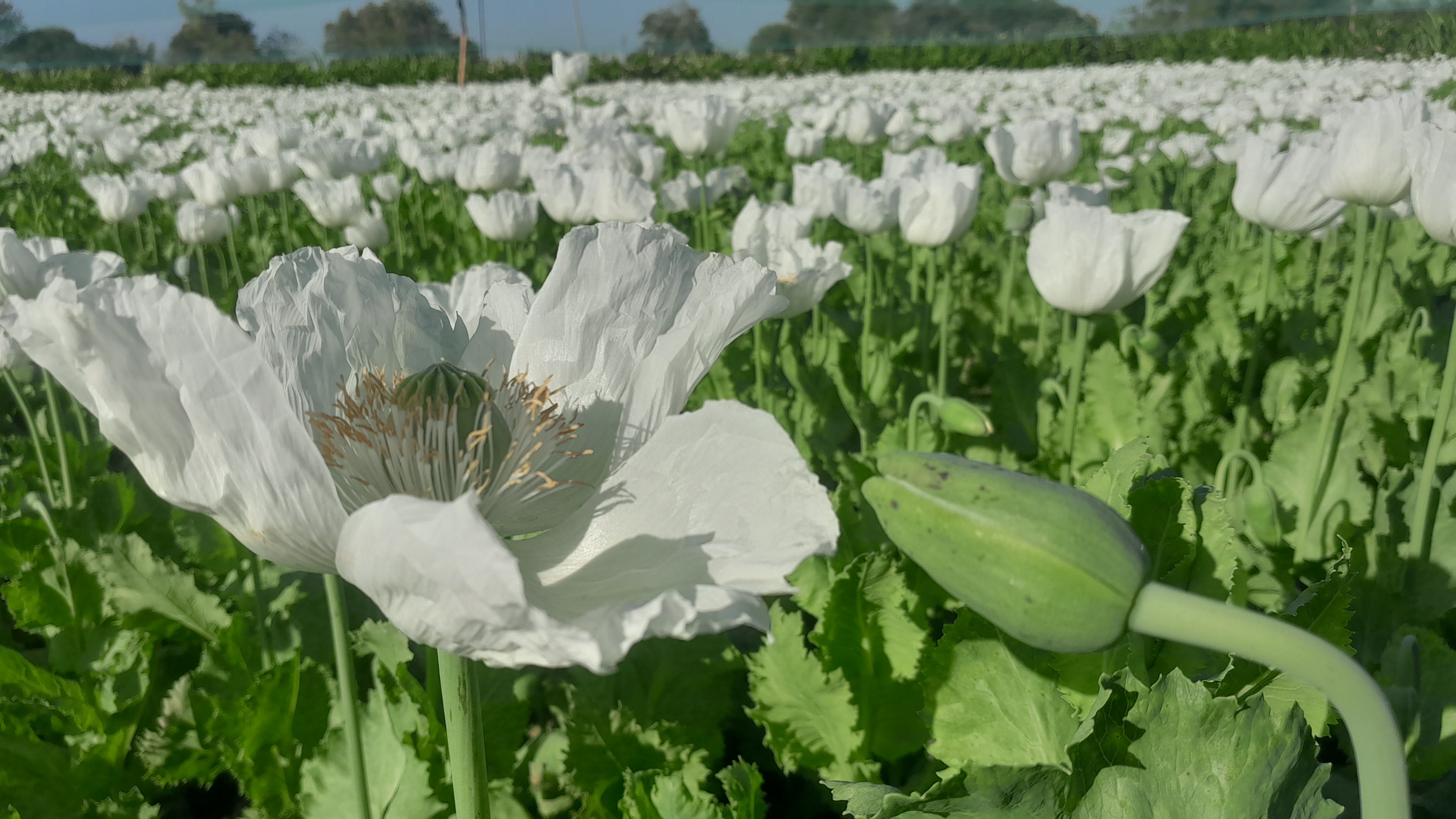 White flowers on afeem plants in Neemuch