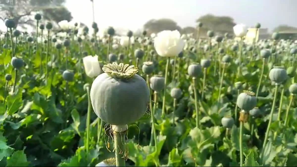 OPIUM FARMING IN MADHYA PRADESH