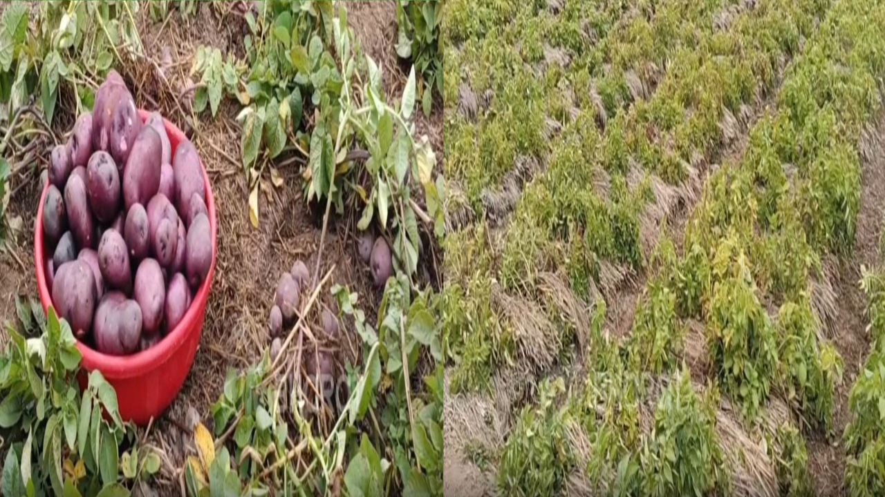 POTATOES GROWING NEW TECHNIQU