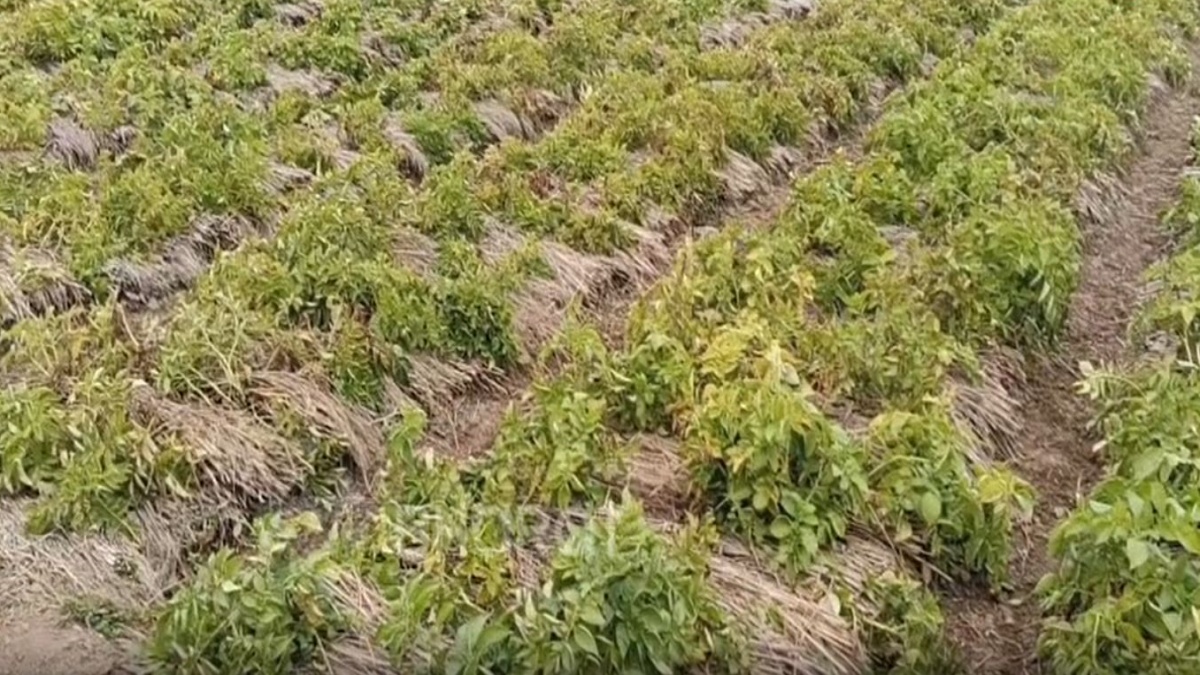 POTATOES GROWING