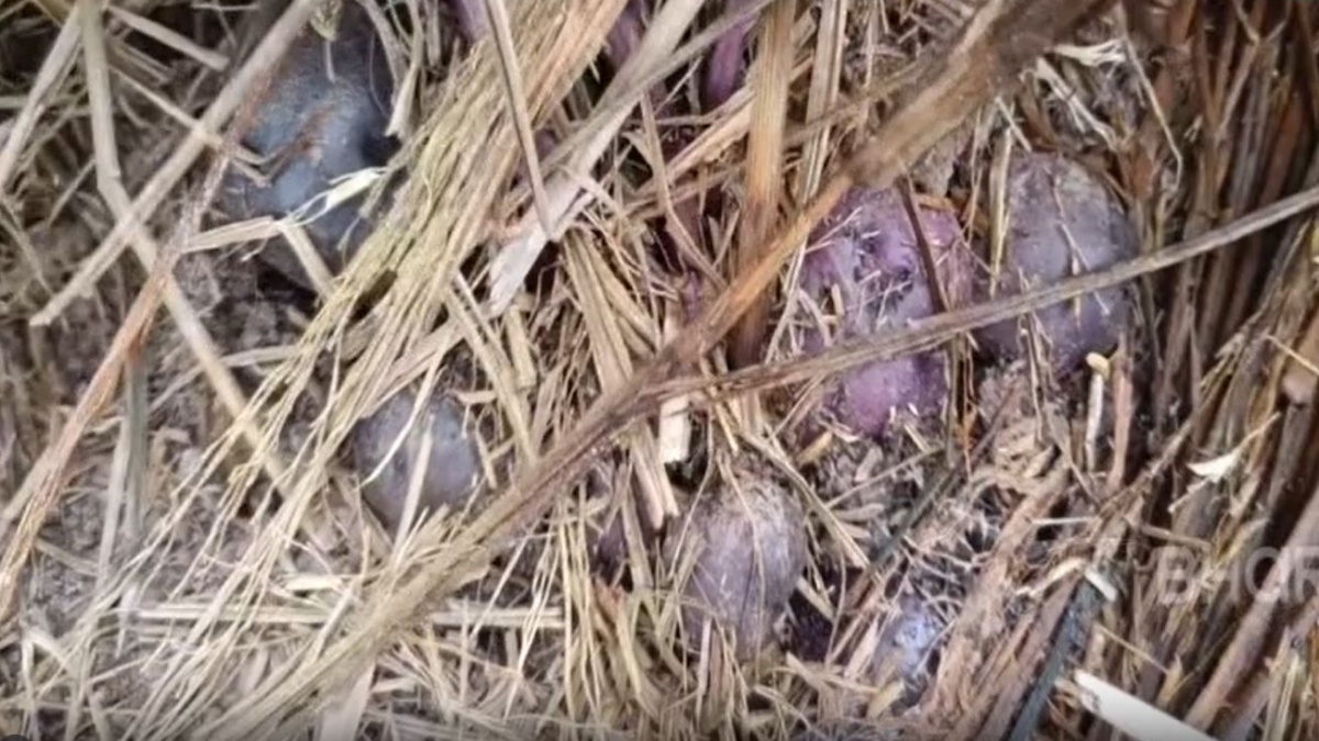 POTATOES GROWING ECHNIQUE