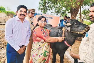 RADIUM BELT FOR CATTLE IN GUNTUR DISTRICT