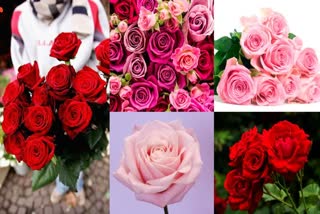 ROSE DAY  VALENTINES WEEK 2025  SIGNIFICANCE AND MEANING OF ROSES  റോസ് ഡേ ആശംസകൾ