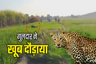 Leopard Rescued From Haridwar