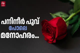 ROSE DAY  VALENTINE WEEK  REPRESENTATION OF ROSE COLORS  റോസ് ഡേ