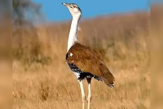 GREAT INDIAN BUSTARD,  GREAT INDIAN BUSTARD DIED