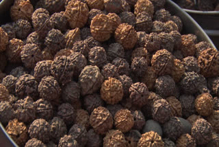 How To Identify And Wear Genuine Rudraksha?