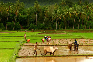 indian Farmers