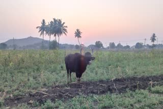 Bison found in the Gangavathi Plains