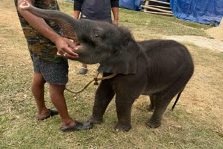 Jaldapara National Park