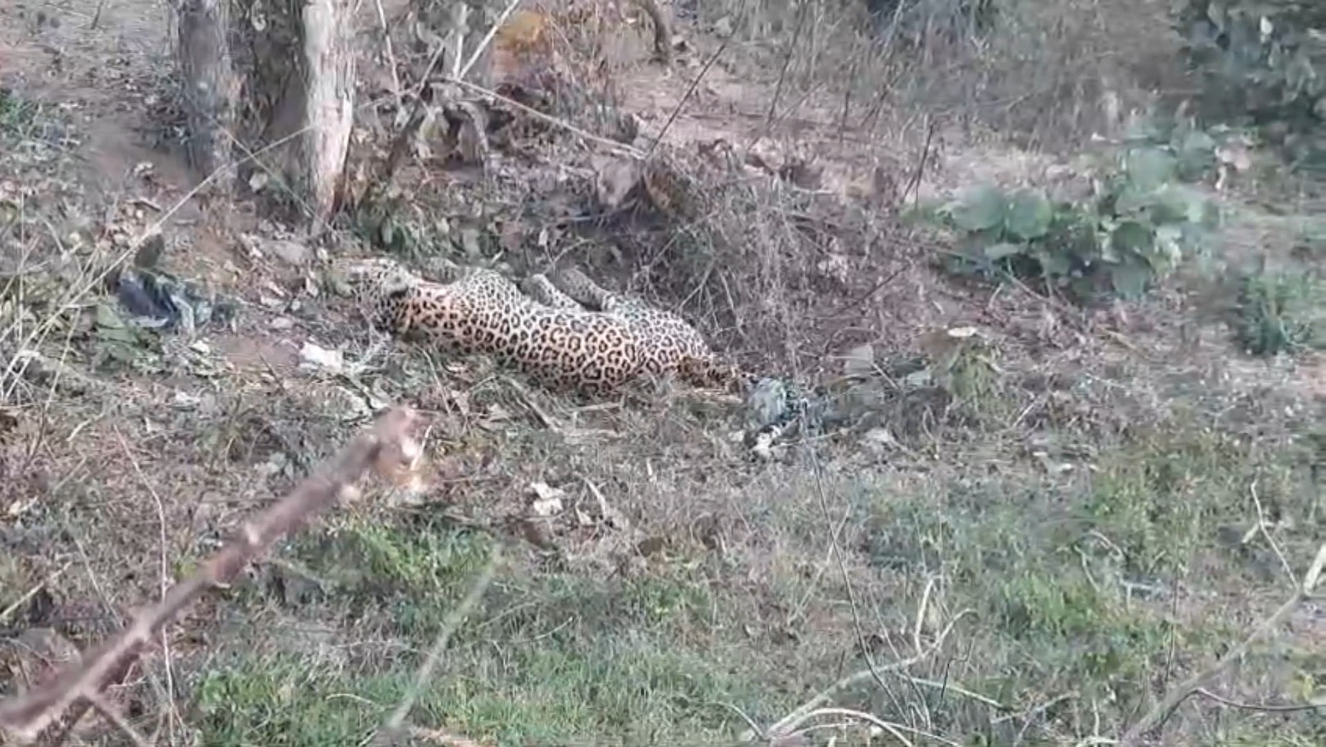 Panna Poachers Trap Leopard