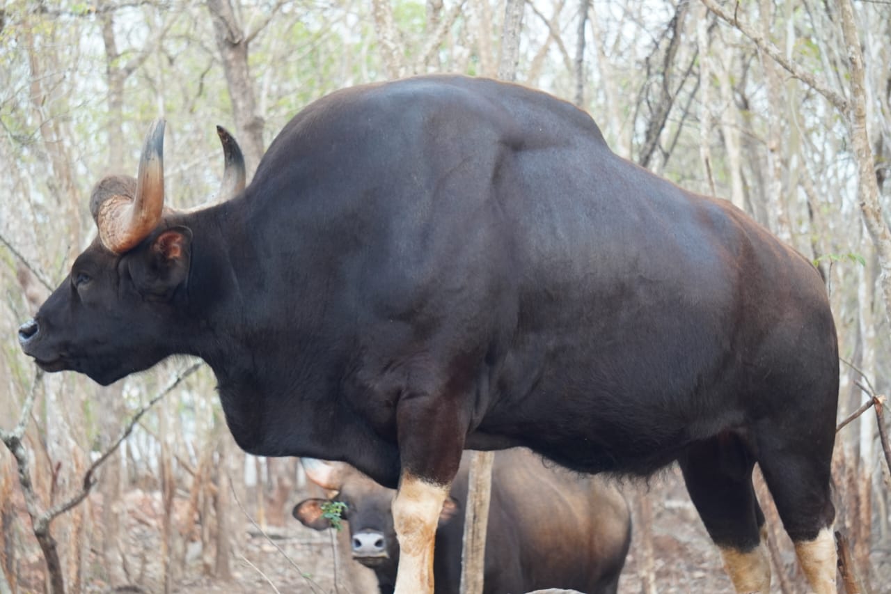 Indore Kamala Nehru Zoo