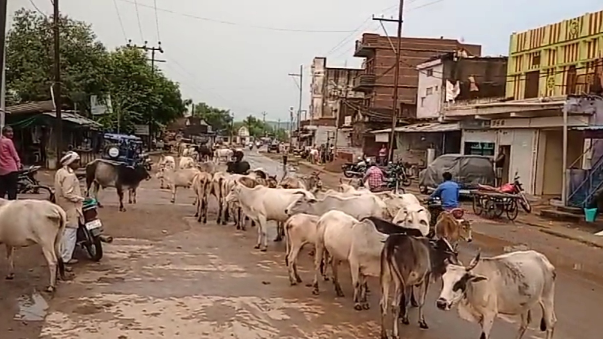 15 hitech cow shelters in MP