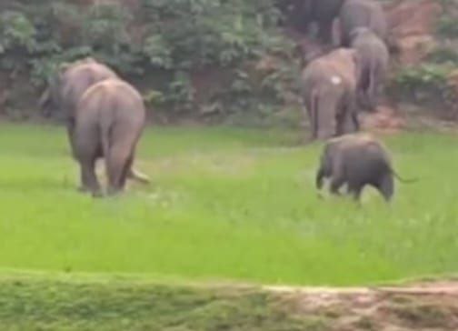 ELEPHANTS TERROR IN UMARIA