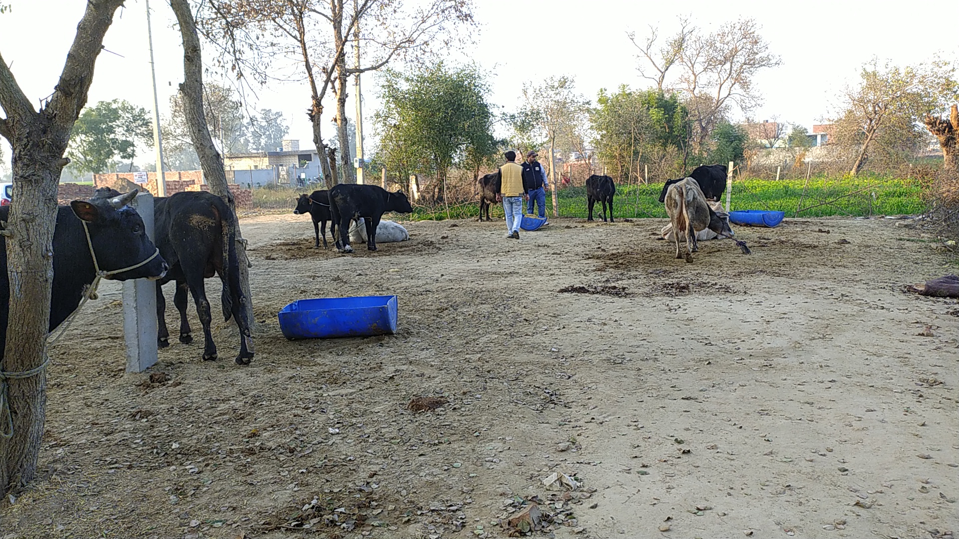 This organization has taken an important step for stray animals in Barnala, building a hospital for animals without government help.