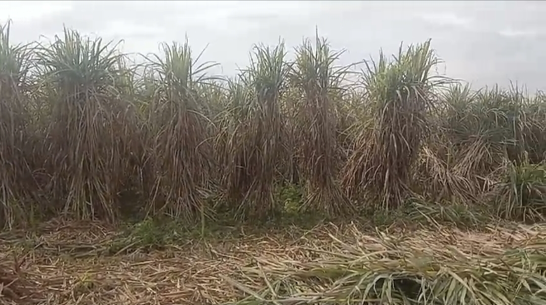 Sugarcane Farming Uttarakhand