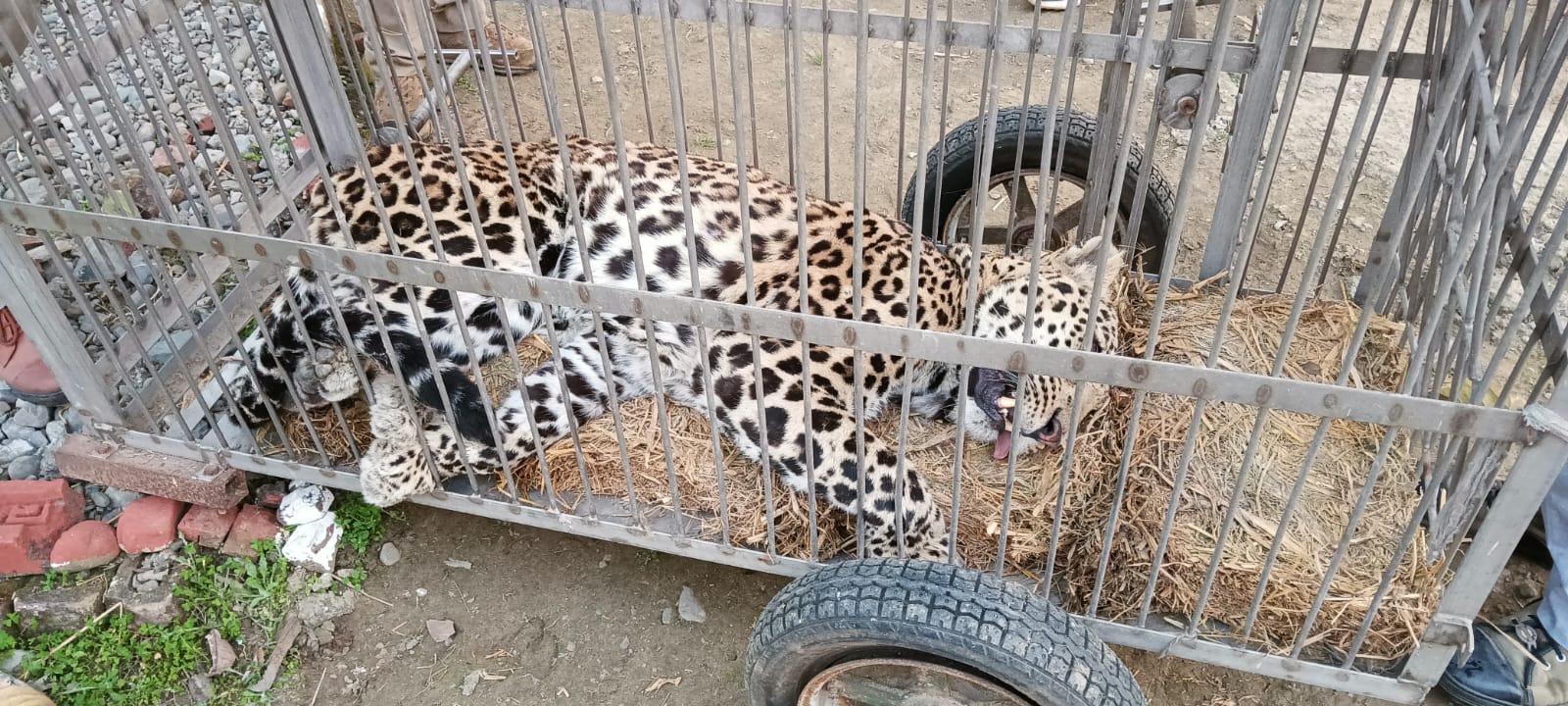 Leopard Rescued From Haridwar