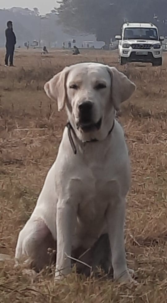 Kolkata Police Dog Squad