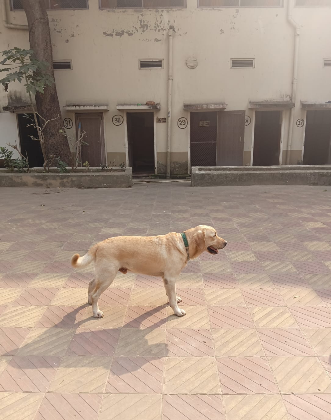 Kolkata Police Dog Squad