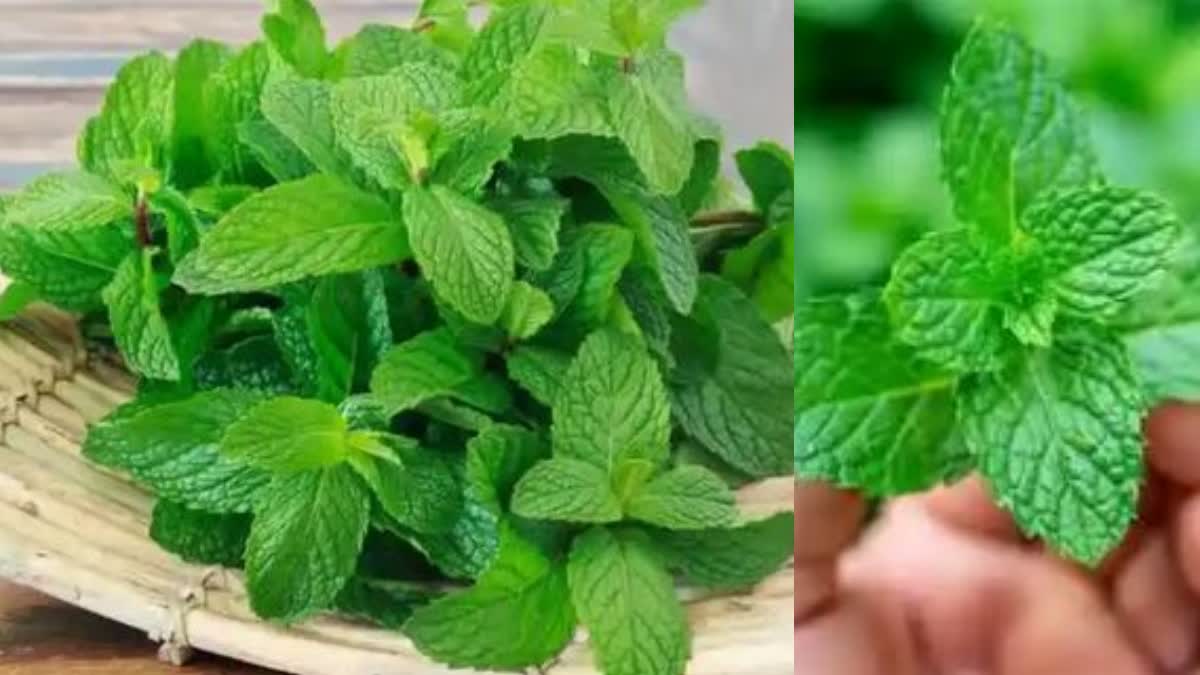 Mint Health Benefits In Telugu